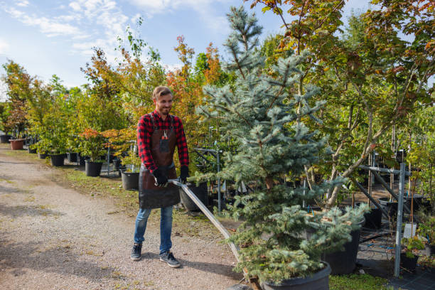 Best Tree and Shrub Care  in Grand Terrace, CA